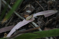 Faveria laiasalis