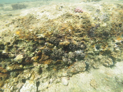 Cladiella