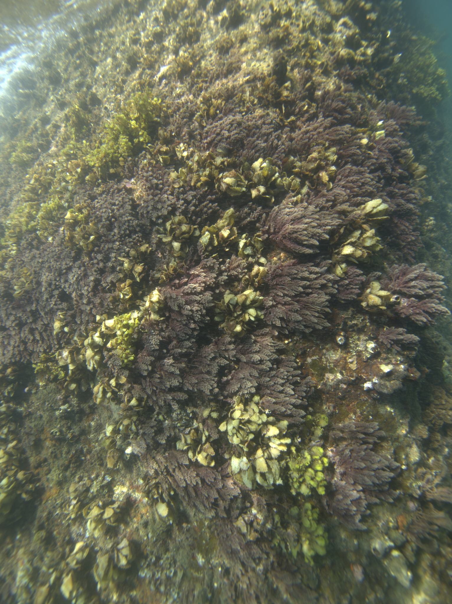 Asparagopsis taxiformis — ảnh 2