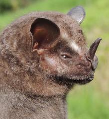 Artibeus lituratus