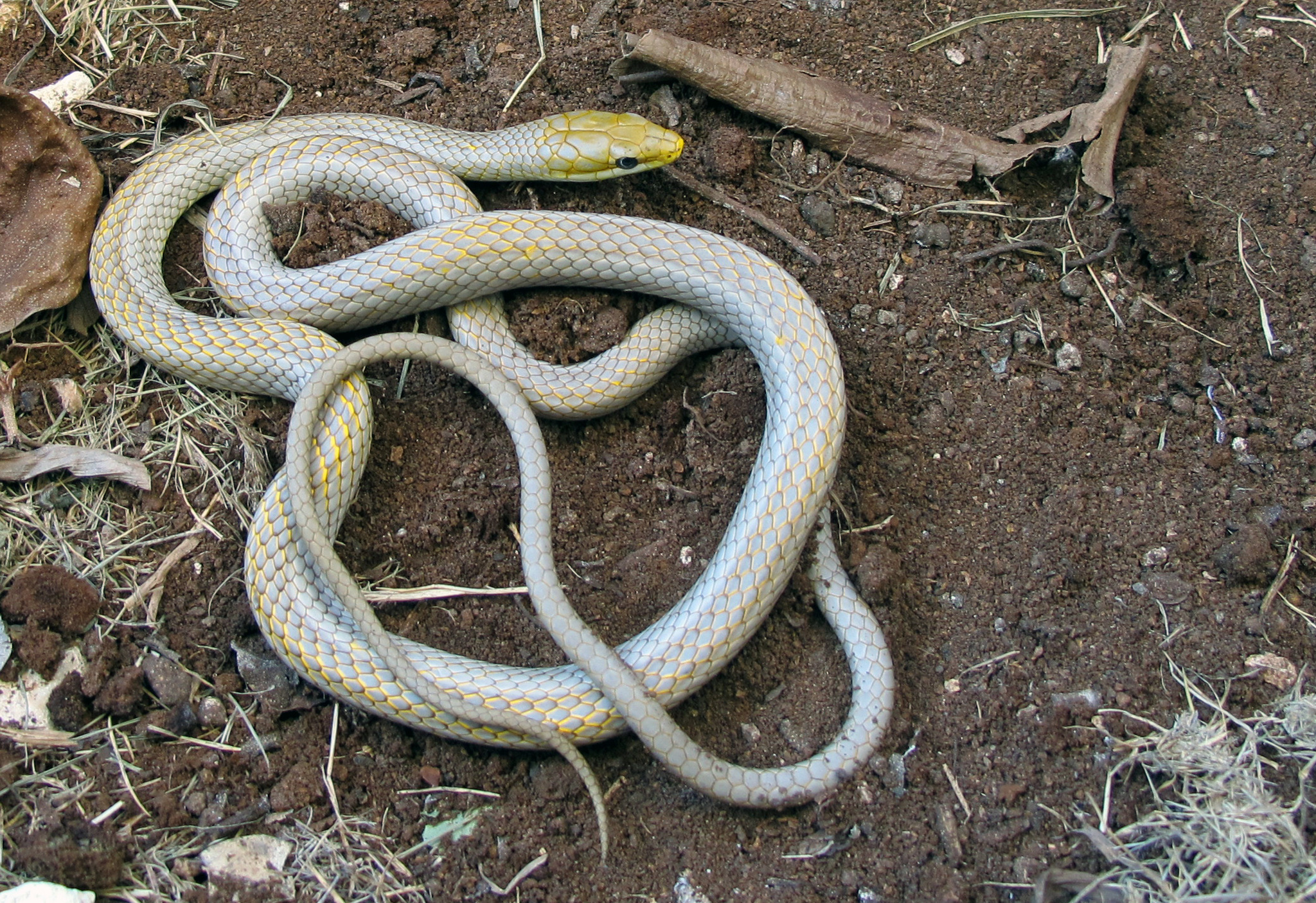 animales serpiente blanca