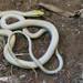 Yucatán White-lipped Snake - Photo (c) Luis Díaz-Gamboa, some rights reserved (CC BY-ND), uploaded by Luis Díaz-Gamboa