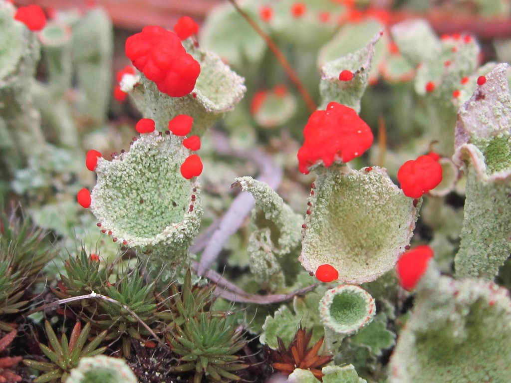 pixie cup and reindeer lichens ( Montana lichens you need to know ...