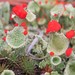 Pixie Cup Lichens - Photo (c) Tom Walker, some rights reserved (CC BY-NC), uploaded by Tom Walker