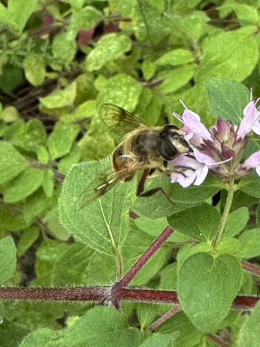 Unknown species found near Missoula County, US-MT, US