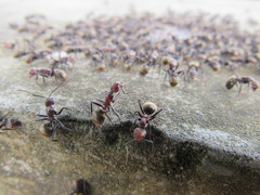 Dolichoderus quadridenticulatus