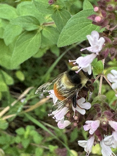 Unknown species found near Missoula County, US-MT, US