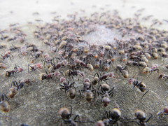 Dolichoderus quadridenticulatus