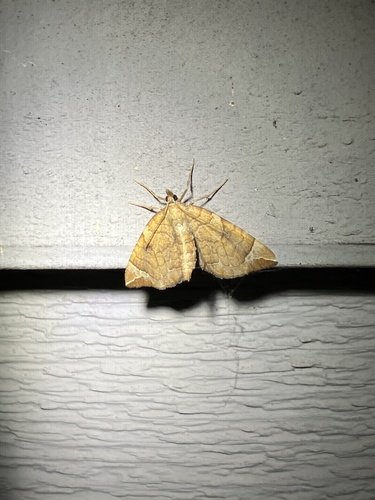 Chevron Moth photo 3