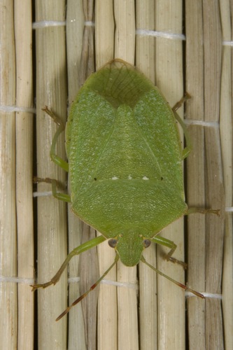 Southern Green Stink Bug