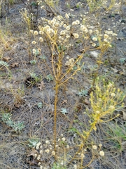 Chrysopsis scabrella