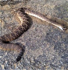 Crotalus molossus oaxacus