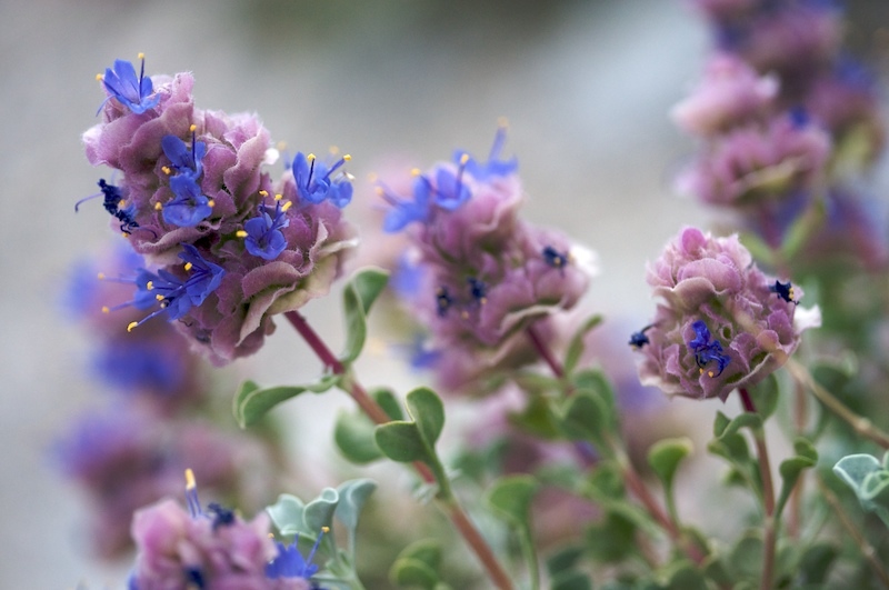 Salvia dorrii
