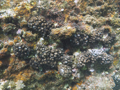 Cladiella