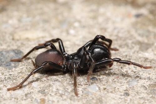 Purseweb Spider, Dieren, Nederland, photo 6 of 10