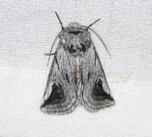 Policocnemis ungulatus