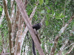 Saguinus weddelli weddelli