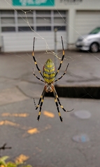 Trichonephila clavata