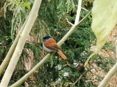 Terpsiphone bourbonnensis