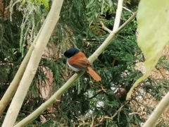 Terpsiphone bourbonnensis