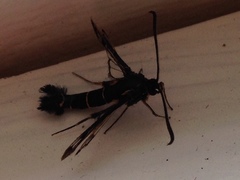 Synanthedon tipuliformis
