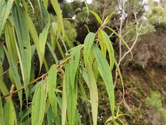 Boehmeria penduliflora image