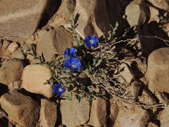 Evolvulus arizonicus