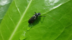 Callitettix versicolor