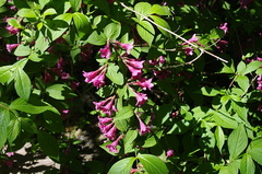 Weigela praecox