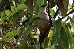 Campylorhynchus chiapensis