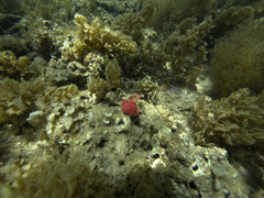 Hexabranchus sanguineus