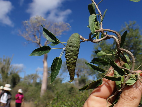 Stephanotis brevisquama