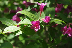 Weigela praecox