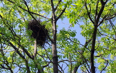 Fraxinus mandshurica
