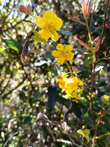 Ochna serrulata