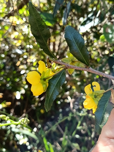 Ochna serrulata
