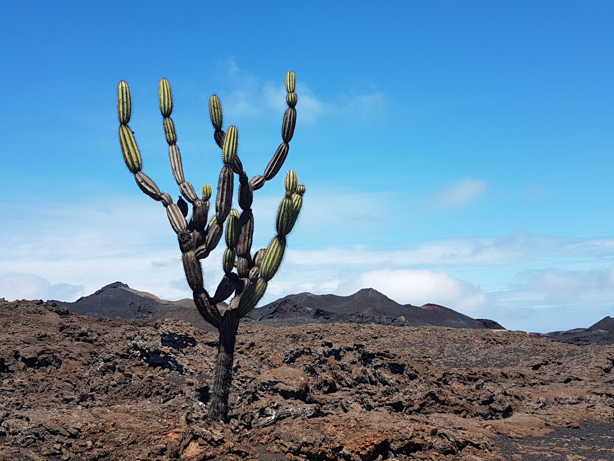 Jasminocereus thouarsii