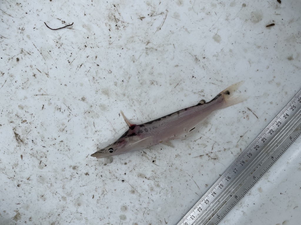 Leopard bottlenose catfish (Ageneiosus pardalis) — Auchenipteridae