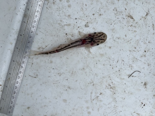 Leopard bottlenose catfish (Ageneiosus pardalis) — Auchenipteridae — 4