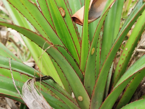 Pandanus utilis