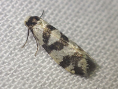 Lepidoscia characota