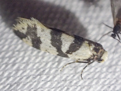 Lepidoscia characota