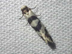 Lepidoscia characota