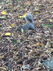 Sciurus carolinensis