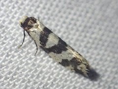 Lepidoscia characota