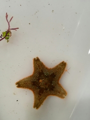 Asterina