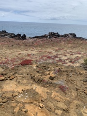 Sesuvium edmonstonei