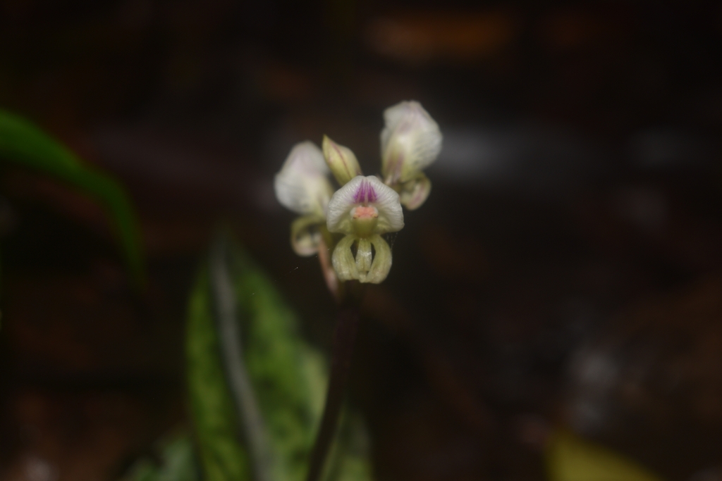 Nephelaphyllum mindorense