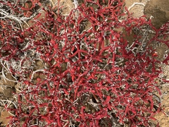 Sesuvium edmonstonei