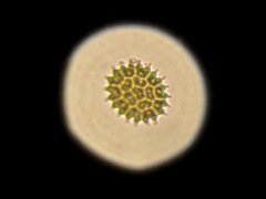 Pseudopediastrum boryanum